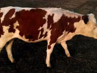 Buqa, Swiss cattle — 3-rasm