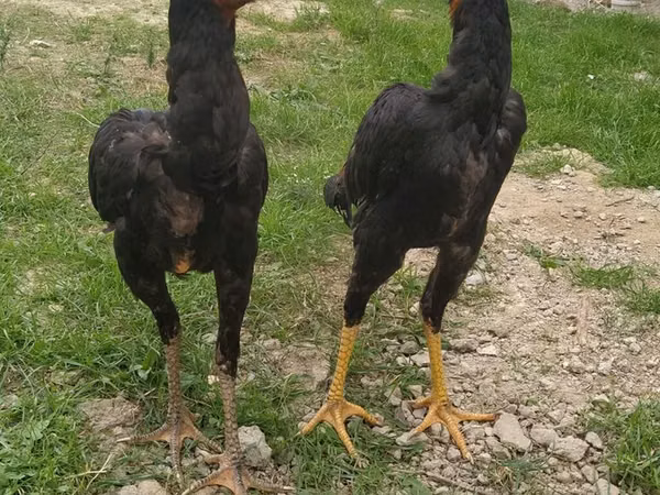 Gallinas Shamo