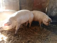Sow, Pigs — photo 1