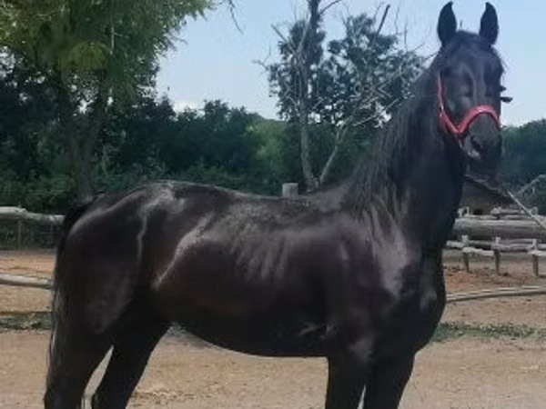 კვიცი, Friesian