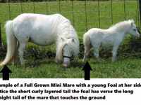 Aygʻir, Miniature horse — 8-rasm