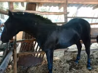 Horse (M), Horses — photo 1
