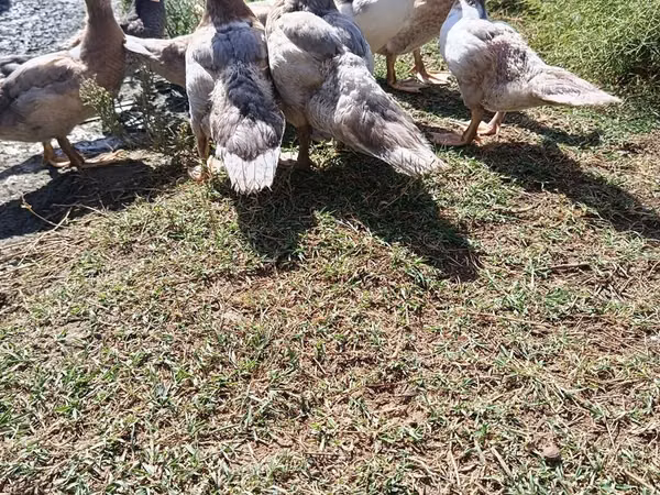 Ducks