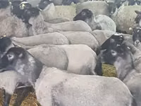 Brebis, Romanov sheep — photo 8