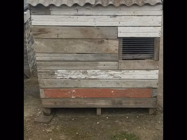 Göyerçin üçün quşxana satılır ünvan bine qiymet 50 azn içinde 20 dene