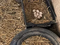 Amerikan Pekin — foto 3