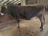 Kuh, Swiss cattle — Foto 2