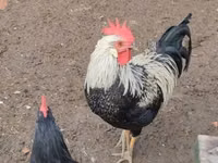 Chickens — 照片 5