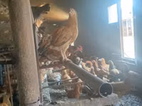 Chickens — Foto 2