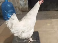Chickens — الصورة 8