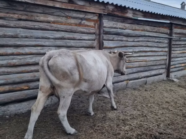 Sigir, Qoramol