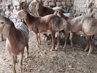 Bélier, Arashan sheep — photo 3