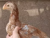Chickens — الصورة 6