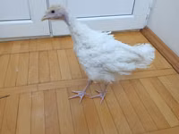 Turkeys — الصورة 1