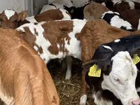 牛只（批次，未指定性别）, Cattle — 照片 6