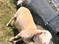 Ram, Sheep — photo 2