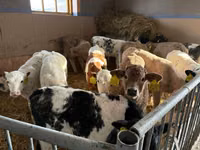 İribuynuzlu mal-qara (partiya, cinsi göstərilməyib), Simmental cattle — foto 4