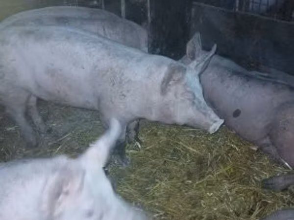 Sow, Pigs