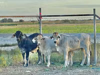İnək, Brahman — foto 2
