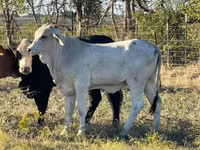 İnək, Brahman — foto 3