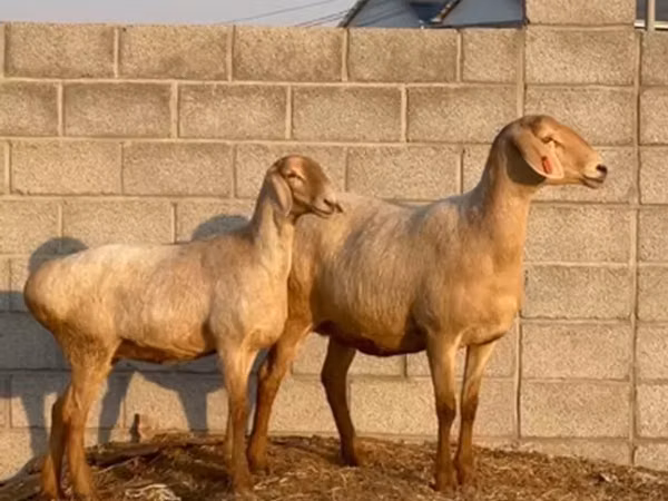 ცხვარი, Edilbay sheep