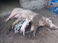 母猪, Pigs — 照片 2
