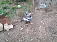 Chickens — الصورة 3