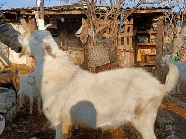 Ziegenbock, Saanen goat — Aserbaidschan