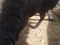 ஆண் ஆடு, ஆடுகள் — புகைப்படம் 3