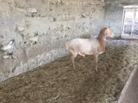 ஆண் ஆடு, Rhon sheep — புகைப்படம் 1