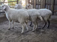 பெண் ஆடு, Merino sheep — புகைப்படம் 6