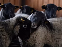 ვერძი, Romanov sheep — ფოტო 3
