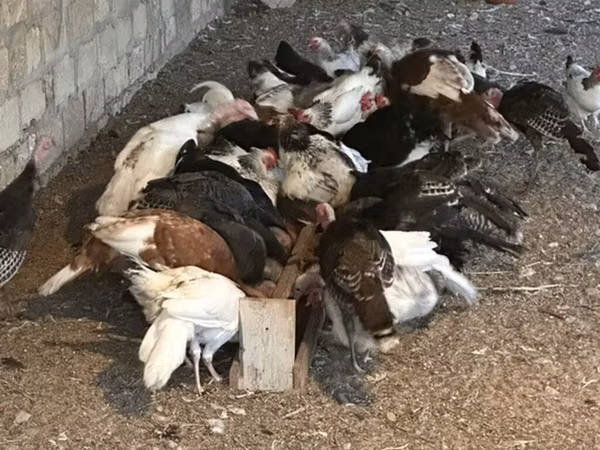 Turkeys