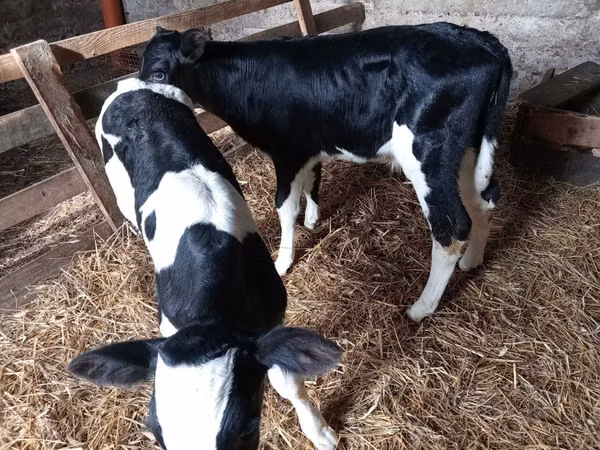Býk, Russian Black pied cattle