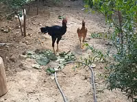 Chickens — foto 1