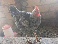 Chickens — 8-сурет