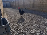 Chickens — foto 6