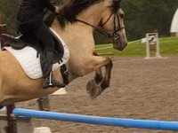Caballo, Caballos — foto 4