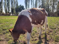雄牛, Simmental cattle — 写真 3
