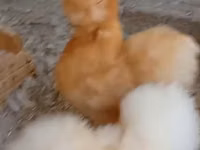 Chickens — foto 2