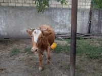 Kuh, Wilder Yak — Foto 1
