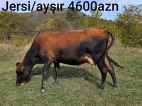 İnek, Jersey ırkı — foto 3