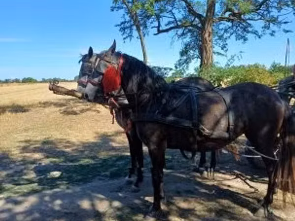 Jument, Chevaux