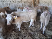 ხარი, Charolais cattle — ფოტო 5