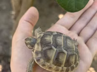 Quru tısbağa balaları - Növ: Quru tısbağa (Testudo tipli) - Ölçü — Foto 4