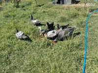 Ducks — Foto 6