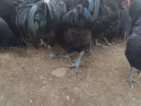 Australorp — Foto 5
