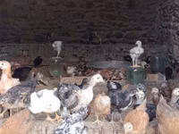 Chickens — फ़ोटो 6