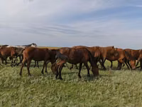 馬（ロット、性別未指定）, Horse breed — 写真 2