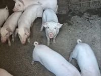 Säue, Schweine — Foto 3